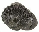 Wide Enrolled Pedinopariops Trilobite #56656-3